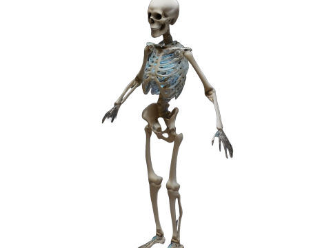 Poseable Skeleton Figurine 3D Print Model