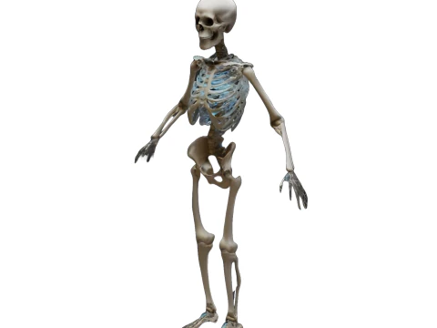 Poseable Skeleton Figurine 3D Print Model