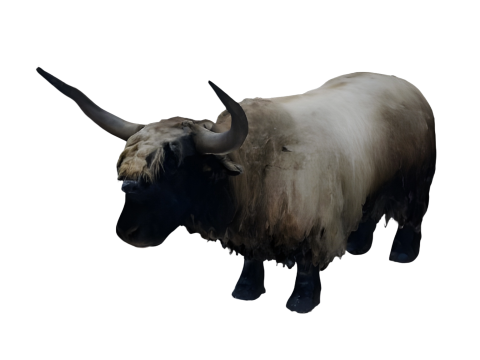 Highland Cattle Collection Realistic Cartoon and Stylized Variants Model do druku 3D