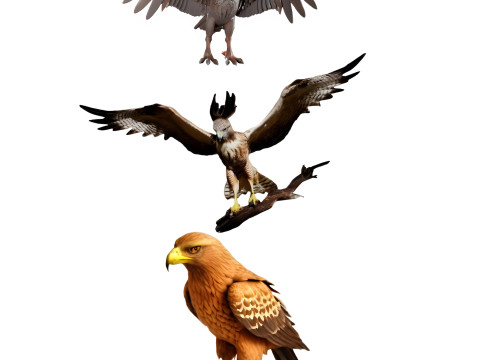 Majestic Eagle Display Model 3D Print Model