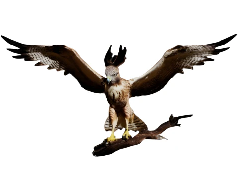 Majestic Eagle Display Model 3D Print Model