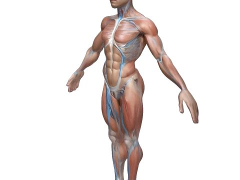 Advanced Human Body Study Collection 3D Print Model