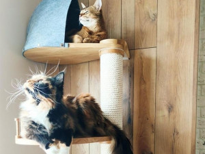 High scratching post with house for cats VINE 118 by Catsby 3Dモデル