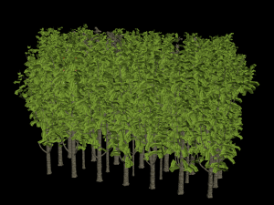 Bush Trees 3D मॉडल