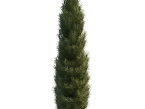 Italian Cypress Tree 3D मॉडल