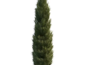 Cipr&eacute;s italiano Modelo 3D