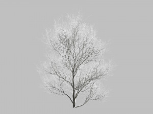Snow Covered Trees 3D Модель