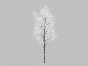 Snow Covered Trees 3D Модель