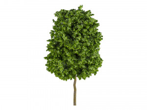 Trees 001 3D Model