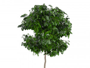 Trees 001 3D Model