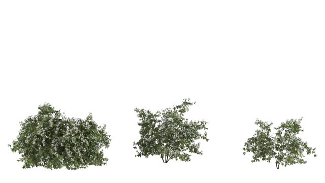 Philadelphus 3D Model .c4d .max .obj .3ds .fbx .stl .blend 