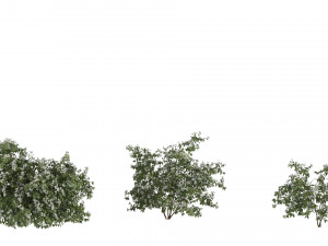 Philadelphus Model 3D