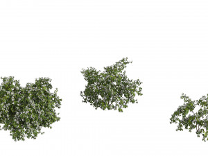Philadelphus 3D Model
