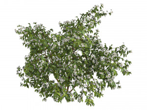 Philadelphus 3D Model