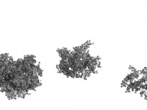 Philadelphus 3D Model