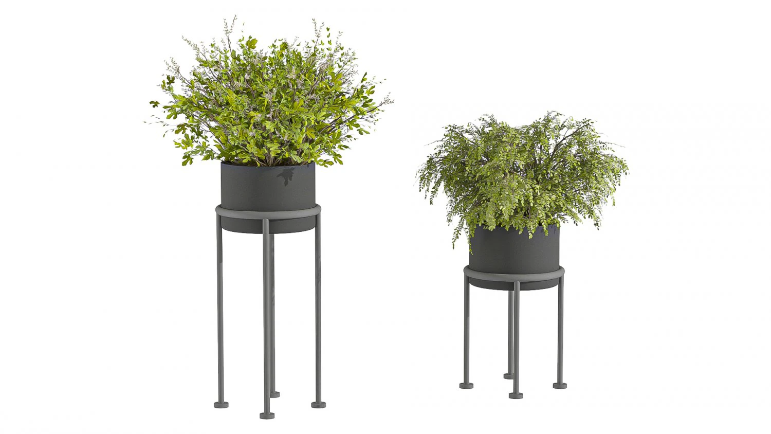 Indoor Plants 010 3D Model .c4d .max .obj .3ds .fbx .stl .blend 