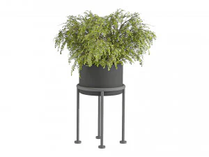 Indoor Plants 010 3D Model