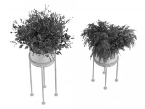 Indoor Plants 010 3D Model