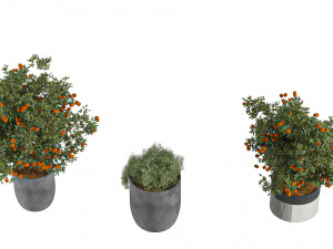 Outdoor Plant Set 002 3D Модель