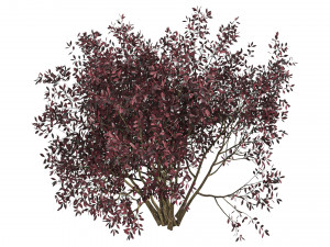 Garden Collection 3D Модель