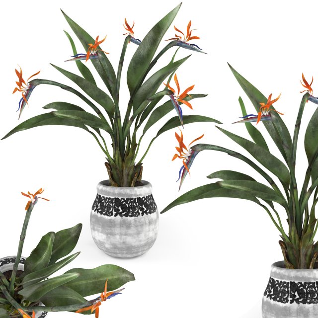 Bird of paradise flower 3D Модель .c4d .max .obj .3ds .fbx .stl .blend 