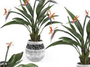 Fiore dell'uccello del paradiso Modello 3D