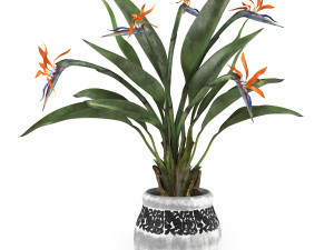 Bird of paradise flower 3D Модель