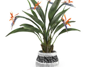 Bird of paradise flower 3D Model