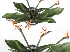 Bird of paradise flower 3D Модель