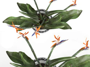 Bird of paradise flower 3D Model