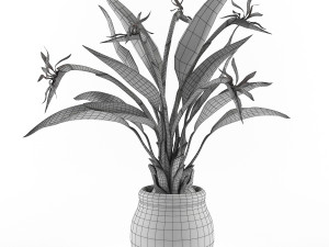 Bird of paradise flower 3D Модель