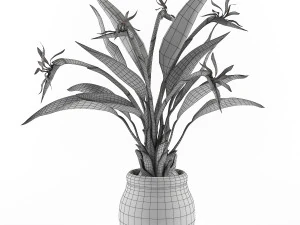 Bird of paradise flower 3D Model
