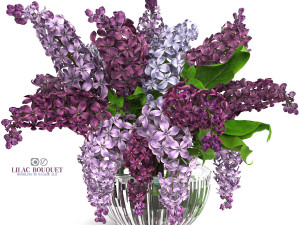 Lilac bouquet 3D Модель