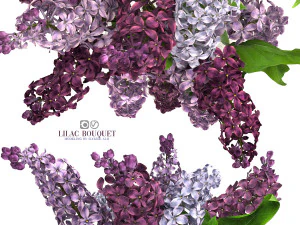 Lilac bouquet 3D Model