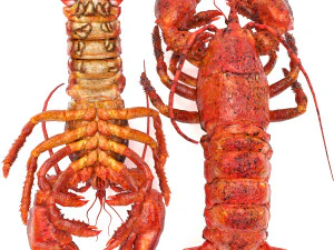 Insieme dell'aragosta Modello 3D