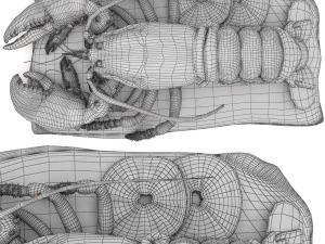 Insieme dell'aragosta Modello 3D