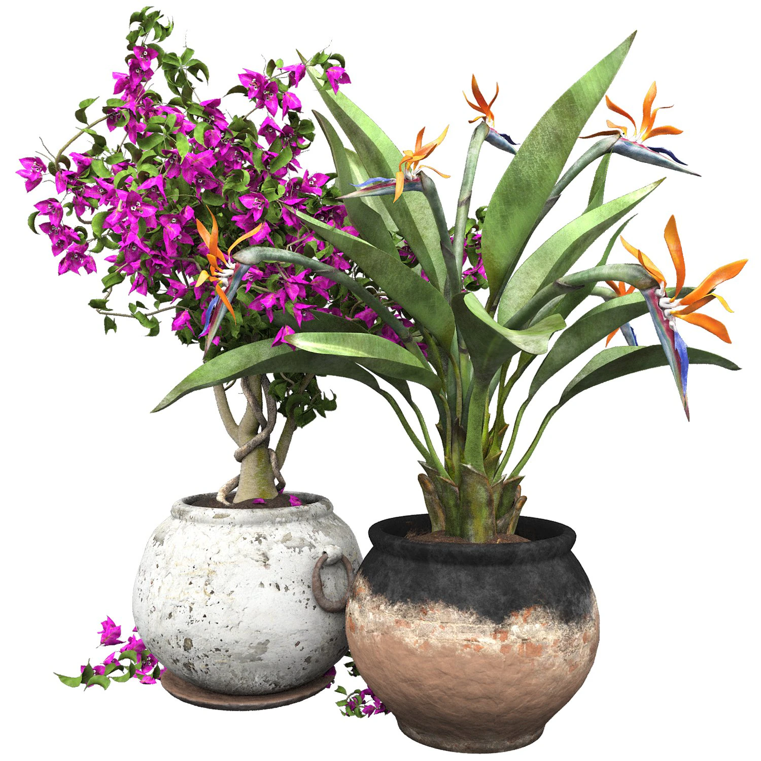Bird of paradise flower and bougainvillea tree 3D Model .c4d .max .obj .3ds .fbx .stl .blend 