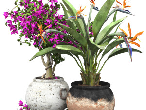 Bird of paradise flower and bougainvillea tree Modelo 3D