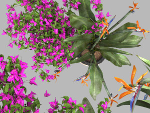 Bird of paradise flower and bougainvillea tree 3Dモデル