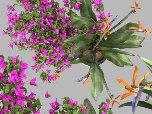 Bird of paradise flower and bougainvillea tree 3D Model