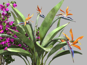 Bird of paradise flower and bougainvillea tree 3Dモデル