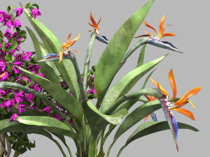 Bird of paradise flower and bougainvillea tree 3D Model