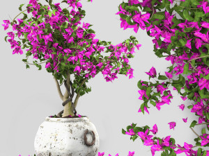 Bird of paradise flower and bougainvillea tree 3Dモデル