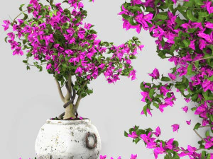 Bird of paradise flower and bougainvillea tree 3D Model