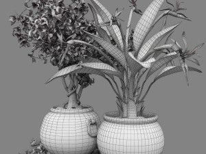 Bird of paradise flower and bougainvillea tree 3Dモデル