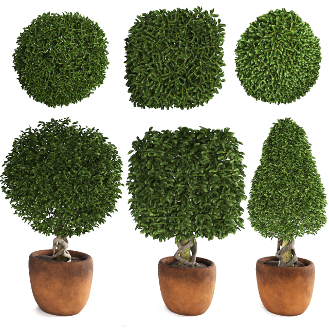 Collection of plants 001 Boxwood trees 3D मॉडल .c4d .max .obj .3ds .fbx .stl .blend 