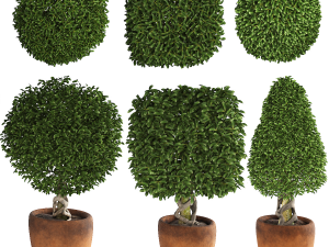 Collection of plants 001 Boxwood trees Model 3D