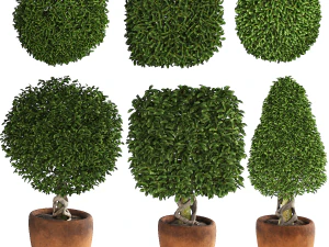 Колекція рослин 001 Самшит 3D Модель