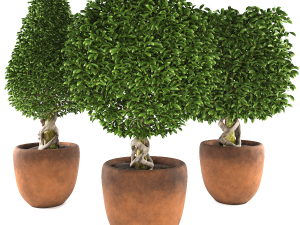 Collection of plants 001 Boxwood trees 3D मॉडल