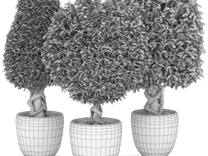 Collection of plants 001 Boxwood trees 3D मॉडल
